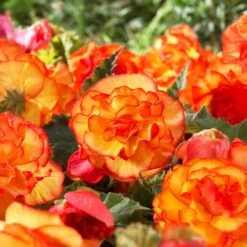 Bare Roots, Begonia Picotee Sunburst Flower Bulbs (Bag Of 10)