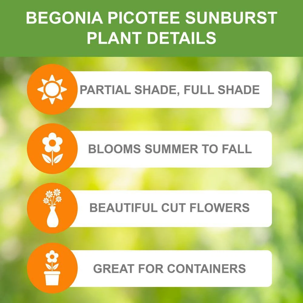 Bare Roots, Begonia Picotee Sunburst Flower Bulbs (Bag Of 10) 4 Bare Roots, Begonia Picotee Sunburst Flower Bulbs (Bag Of 10) - Image 2