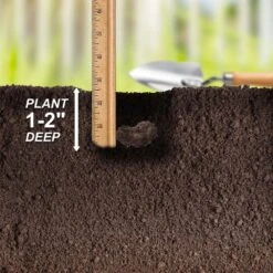 Bare Roots, Begonia Picotee Sunburst Flower Bulbs (Bag Of 20) 14 Bare Roots, Begonia Picotee Sunburst Flower Bulbs (Bag Of 20) -Garden State Bulb garden state bulb flower bulbs ecs 232 20 02 44 1000