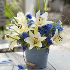 14/16 Cm, Asiatic Lily Sweet Surrender Flower Bulbs (Bag Of 10) -Garden State Bulb garden state bulb flower bulbs ecs 36 10 01 31 1000