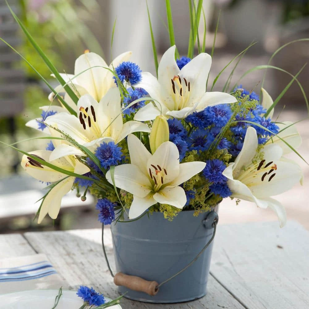 14/16 Cm, Asiatic Lily Sweet Surrender Flower Bulbs (Bag Of 20) 10 14/16 Cm, Asiatic Lily Sweet Surrender Flower Bulbs (Bag Of 20) - Image 8