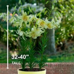 14/16 Cm, Asiatic Lily Sweet Surrender Flower Bulbs (Bag Of 20) 14 14/16 Cm, Asiatic Lily Sweet Surrender Flower Bulbs (Bag Of 20) -Garden State Bulb garden state bulb flower bulbs ecs 36 20 02 44 1000