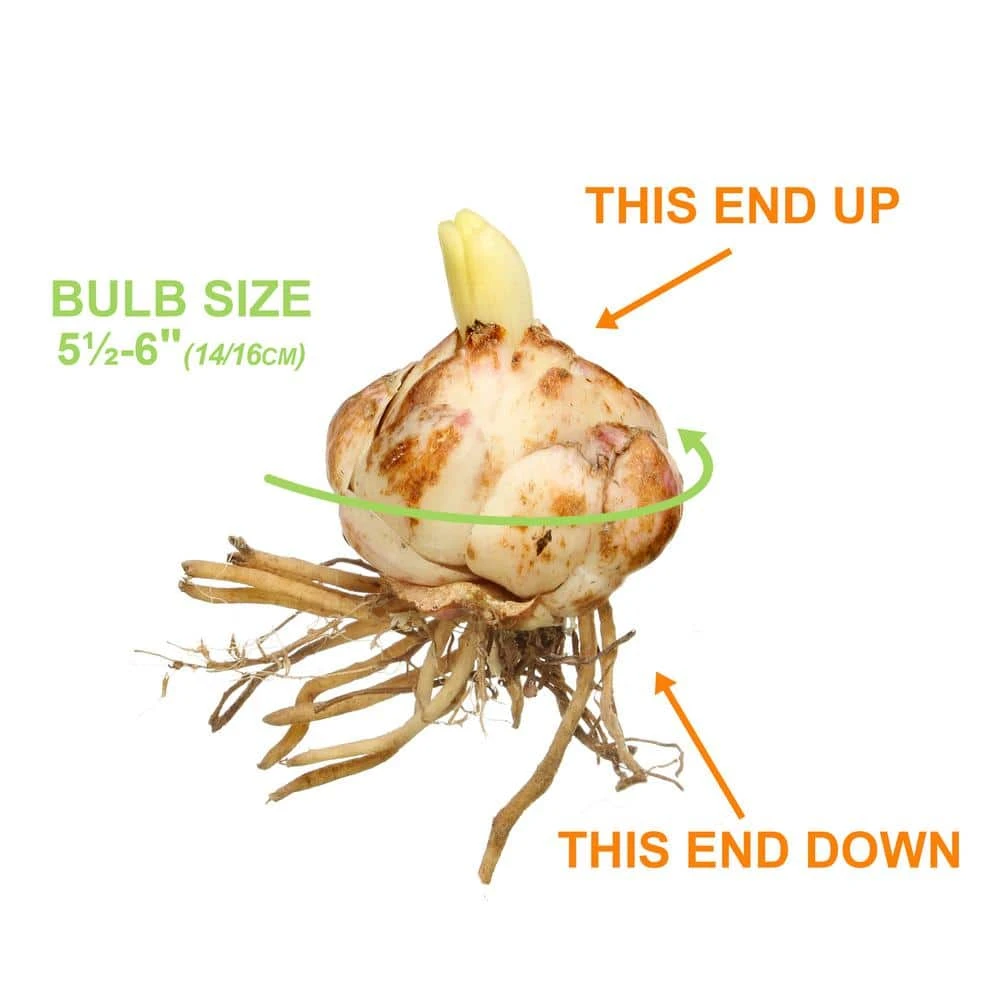 14/16 Cm, Asiatic Lily Sweet Surrender Flower Bulbs (Bag Of 20) 5 14/16 Cm, Asiatic Lily Sweet Surrender Flower Bulbs (Bag Of 20) - Image 3