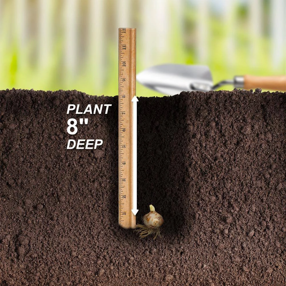 14/16 Cm, Asiatic Lily Sweet Surrender Flower Bulbs (Bag Of 20) 8 14/16 Cm, Asiatic Lily Sweet Surrender Flower Bulbs (Bag Of 20) - Image 6