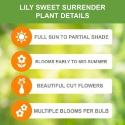 14/16 Cm, Asiatic Lily Sweet Surrender Flower Bulbs (Bag Of 30) -Garden State Bulb garden state bulb flower bulbs ecs 36 30 03 1f 1000