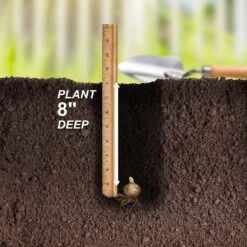 14/16 Cm, Asiatic Lily Sweet Surrender Flower Bulbs (Bag Of 30) -Garden State Bulb garden state bulb flower bulbs ecs 36 30 03 fa 1000