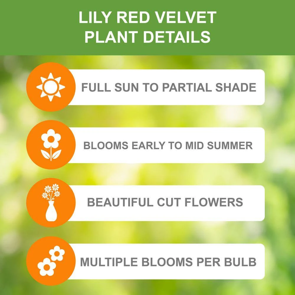 14 Cm/16 Cm, Asiatic Lily Red Velvet Flower Bulbs (Bag Of 10) 6 14 Cm/16 Cm, Asiatic Lily Red Velvet Flower Bulbs (Bag Of 10) - Image 4