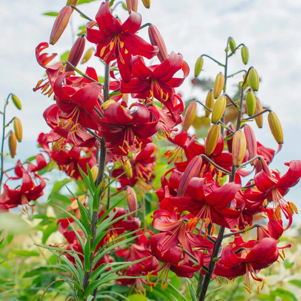14 Cm/16 Cm, Asiatic Lily Red Velvet Flower Bulbs (Bag Of 10) 10 14 Cm/16 Cm, Asiatic Lily Red Velvet Flower Bulbs (Bag Of 10) - Image 8
