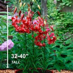 14 Cm/16 Cm, Asiatic Lily Red Velvet Flower Bulbs (Bag Of 10) 14 14 Cm/16 Cm, Asiatic Lily Red Velvet Flower Bulbs (Bag Of 10) -Garden State Bulb garden state bulb flower bulbs ecs 38 10 01 44 1000