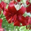 14 Cm/16 Cm, Asiatic Lily Red Velvet Flower Bulbs (Bag Of 10) -Garden State Bulb garden state bulb flower bulbs ecs 38 10 01 64 1000
