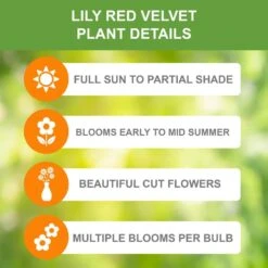 14/16 Cm, Asiatic Lily Red Velvet Flower Bulbs (Bag Of 30) -Garden State Bulb garden state bulb flower bulbs ecs 38 30 03 1f 1000