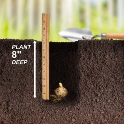 14/16 Cm, Asiatic Lily Red Velvet Flower Bulbs (Bag Of 30) -Garden State Bulb garden state bulb flower bulbs ecs 38 30 03 fa 1000