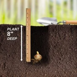 14/16 Cm, Asiatic Lily Yellow Bruse Flower Bulbs (Bag Of 10) -Garden State Bulb garden state bulb flower bulbs ecs 40 10 01 fa 1000