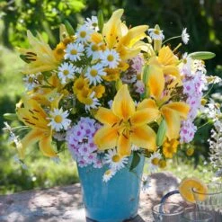 14/16 Cm, Asiatic Lily Yellow Bruse Flower Bulbs (Bag Of 20) -Garden State Bulb garden state bulb flower bulbs ecs 40 20 02 31 1000