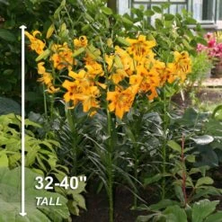14/16 Cm, Asiatic Lily Yellow Bruse Flower Bulbs (Bag Of 20) -Garden State Bulb garden state bulb flower bulbs ecs 40 20 02 44 1000