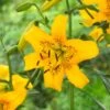 14/16 Cm, Asiatic Lily Yellow Bruse Flower Bulbs (Bag Of 30) 1 14/16 Cm, Asiatic Lily Yellow Bruse Flower Bulbs (Bag Of 30) -Garden State Bulb garden state bulb flower bulbs ecs 40 30 03 64 1000