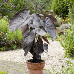 9/11 In., Diamond Head Elephant Ear Bulbs (Bag Of 1) -Garden State Bulb garden state bulb flower bulbs ecs 45 01 01 76 1000