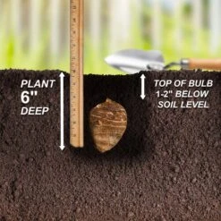 9/11 In., Diamond Head Elephant Ear Bulbs (Bag Of 3) -Garden State Bulb garden state bulb flower bulbs ecs 45 03 03 44 1000