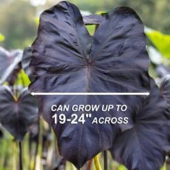 9/11 In., Diamond Head Elephant Ear Bulbs (Bag Of 3) -Garden State Bulb garden state bulb flower bulbs ecs 45 03 03 4f 1000