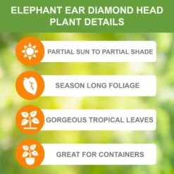 9/11 In., Diamond Head Elephant Ear Bulbs (Bag Of 3) -Garden State Bulb garden state bulb flower bulbs ecs 45 03 03 c3 1000