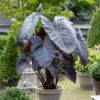 9/11 In., Diamond Head Elephant Ear Bulbs (Bag Of 5) -Garden State Bulb garden state bulb flower bulbs ecs 45 05 05 64 1000