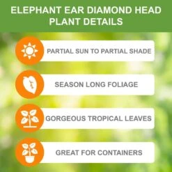 9/11 In., Diamond Head Elephant Ear Bulbs (Bag Of 5) -Garden State Bulb garden state bulb flower bulbs ecs 45 05 05 c3 1000