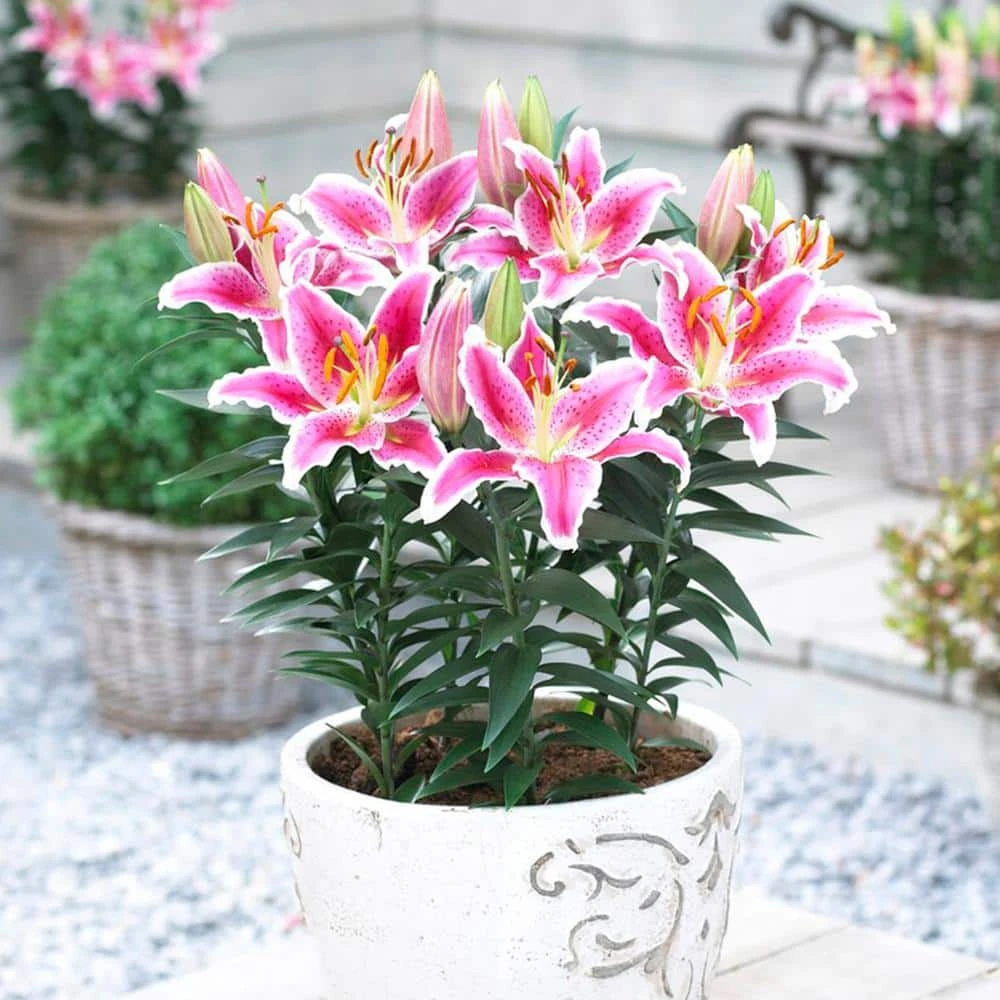 16 Cm/18 Cm, Stargazer Oriental Lily Flower Bulbs (Bag Of 10) 10 16 Cm/18 Cm, Stargazer Oriental Lily Flower Bulbs (Bag Of 10) - Image 8