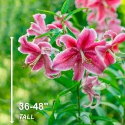 16 Cm/18 Cm, Stargazer Oriental Lily Flower Bulbs (Bag Of 10) 12 16 Cm/18 Cm, Stargazer Oriental Lily Flower Bulbs (Bag Of 10) -Garden State Bulb garden state bulb flower bulbs ecs 47 10 01 4f 1000