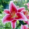 16 Cm/18 Cm, Stargazer Oriental Lily Flower Bulbs (Bag Of 10) -Garden State Bulb garden state bulb flower bulbs ecs 47 10 01 64 1000