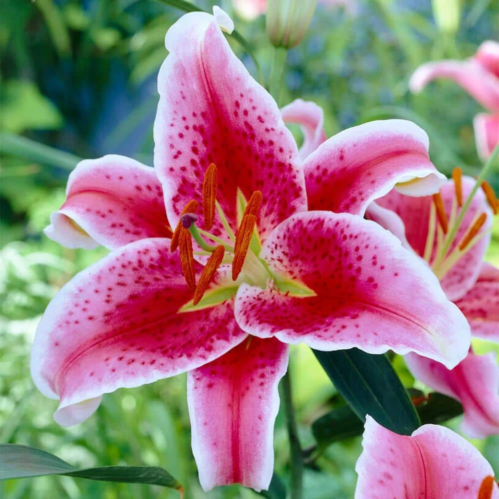 16 Cm/18 Cm, Stargazer Oriental Lily Flower Bulbs (Bag Of 10) 3 16 Cm/18 Cm, Stargazer Oriental Lily Flower Bulbs (Bag Of 10)