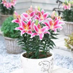 16/18 Cm, Stargazer Oriental Lily Flower Bulbs (Bag Of 30) -Garden State Bulb garden state bulb flower bulbs ecs 47 30 03 31 1000