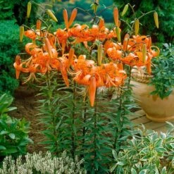 14 Cm/16 Cm, Splendens Tiger Lily Flower Bulbs (Bag Of 10) 15 14 Cm/16 Cm, Splendens Tiger Lily Flower Bulbs (Bag Of 10) -Garden State Bulb garden state bulb flower bulbs ecs 48 10 01 31 1000