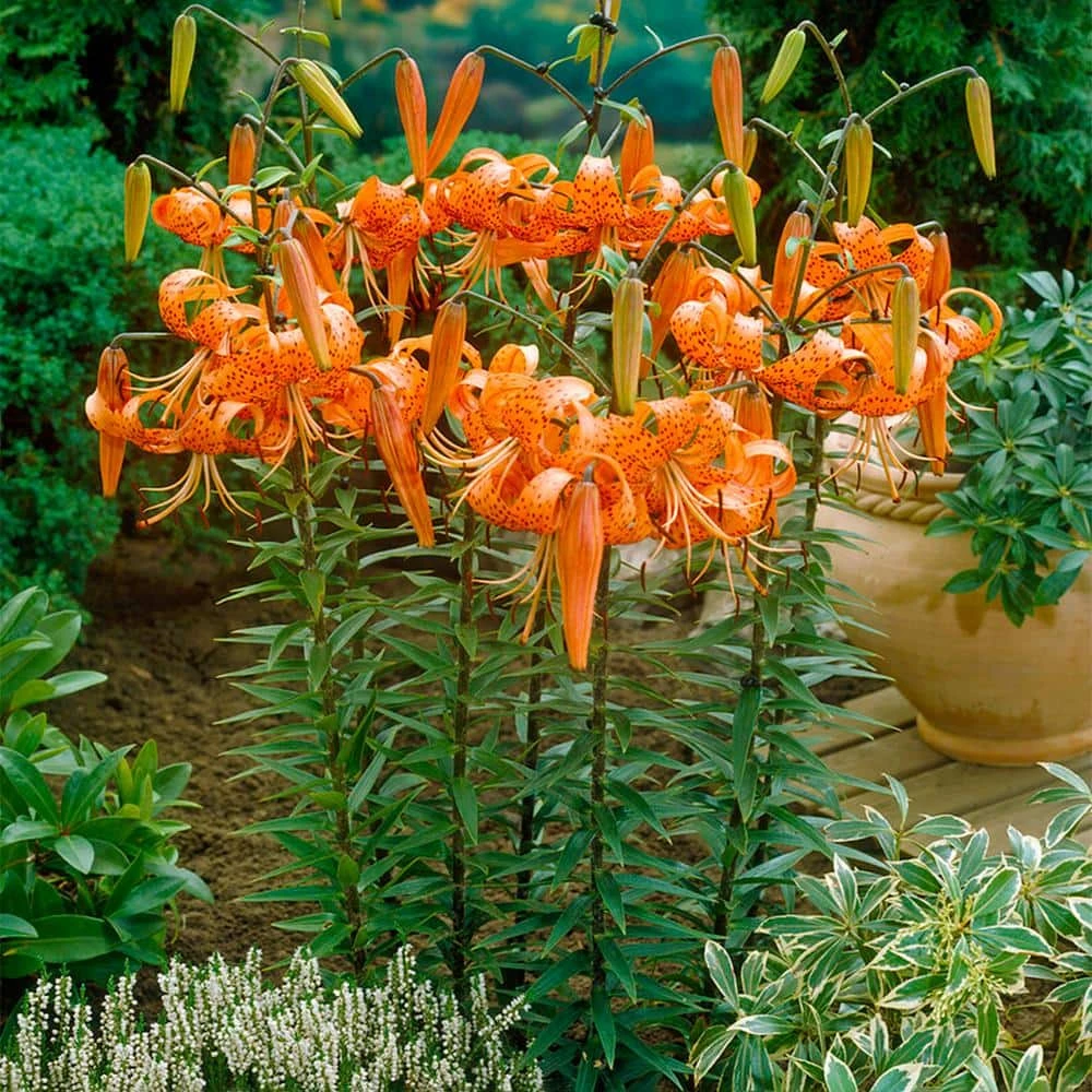 14 Cm/16 Cm, Splendens Tiger Lily Flower Bulbs (Bag Of 10) 9 14 Cm/16 Cm, Splendens Tiger Lily Flower Bulbs (Bag Of 10) - Image 7