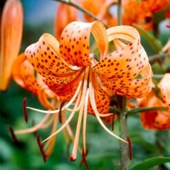 Garden State Bulb 45 14 Cm/16 Cm, Splendens Tiger Lily Flower Bulbs (Bag Of 10)