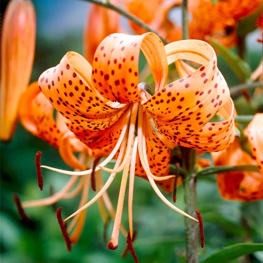 14 Cm/16 Cm, Splendens Tiger Lily Flower Bulbs (Bag Of 10) 3 14 Cm/16 Cm, Splendens Tiger Lily Flower Bulbs (Bag Of 10)