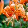 14/16 Cm, Splendens Tiger Lily Flower Bulbs (Bag Of 20) 1 14/16 Cm, Splendens Tiger Lily Flower Bulbs (Bag Of 20) -Garden State Bulb garden state bulb flower bulbs ecs 48 20 02 64 1000