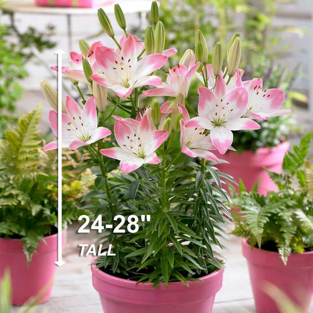 14/16 Cm, Sugar Love Asiatic Lily Flower Bulbs (Bag Of 20) 5 14/16 Cm, Sugar Love Asiatic Lily Flower Bulbs (Bag Of 20) - Image 3