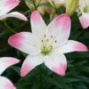 14/16 Cm, Sugar Love Asiatic Lily Flower Bulbs (Bag Of 20)