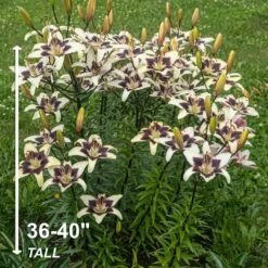 14/16 Cm, Netty's Pride Asiatic Lily Flower Bulbs (Bag Of 20) 13 14/16 Cm, Netty's Pride Asiatic Lily Flower Bulbs (Bag Of 20) -Garden State Bulb garden state bulb flower bulbs ecs 51 20 02 4f 1000