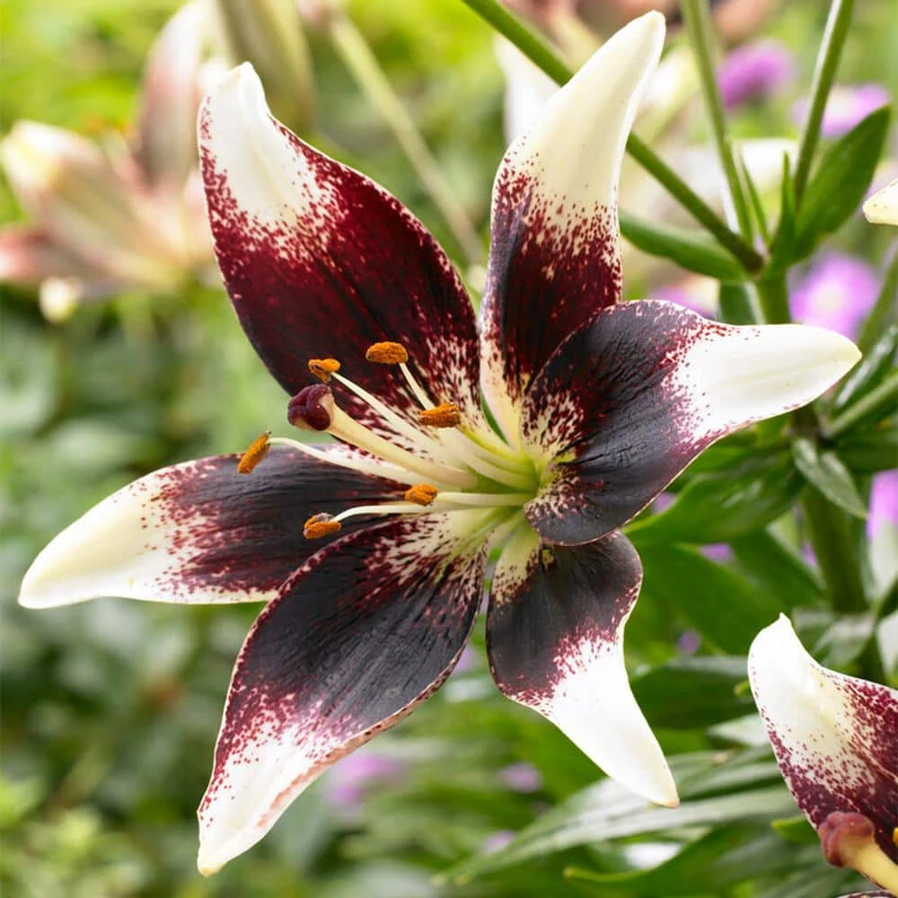 14/16 Cm, Netty's Pride Asiatic Lily Flower Bulbs (Bag Of 20) 3 14/16 Cm, Netty's Pride Asiatic Lily Flower Bulbs (Bag Of 20)