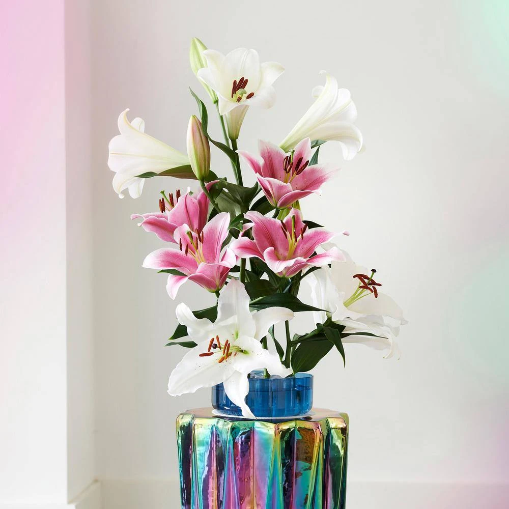 16/18 Cm, Lake Carey Oriental Lily Flower Bulbs (Bag Of 20) 9 16/18 Cm, Lake Carey Oriental Lily Flower Bulbs (Bag Of 20) - Image 7