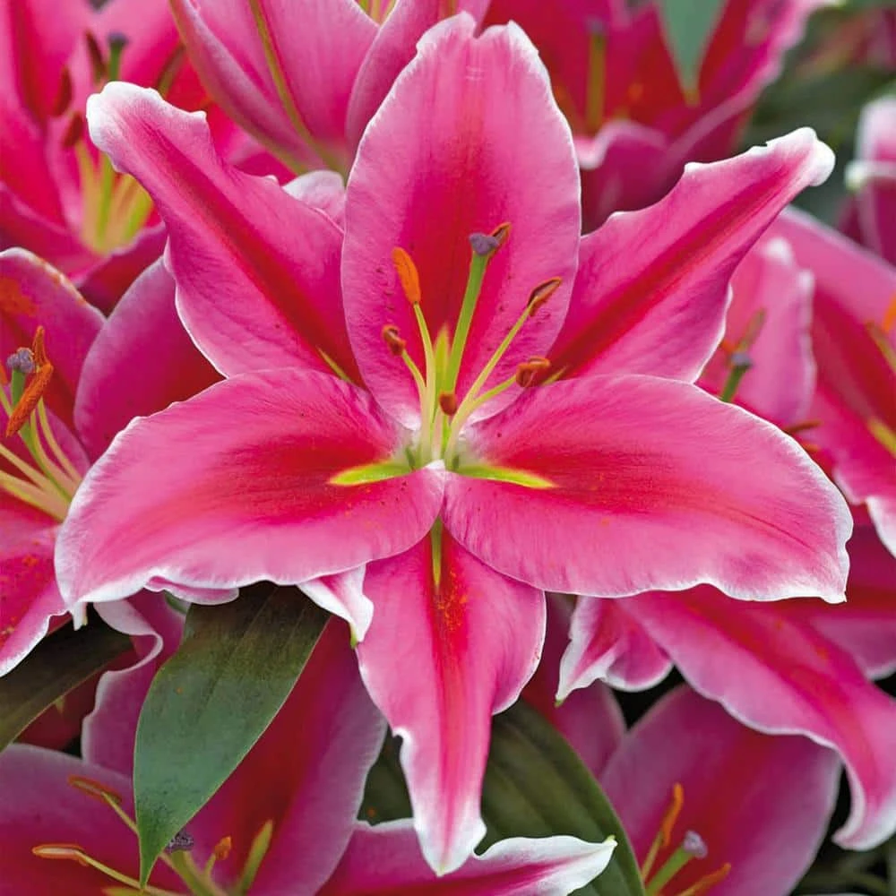 16/18 Cm, Lake Carey Oriental Lily Flower Bulbs (Bag Of 20) 3 16/18 Cm, Lake Carey Oriental Lily Flower Bulbs (Bag Of 20)