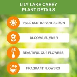 16/18 Cm, Lake Carey Oriental Lily Flower Bulbs (Bag Of 30) -Garden State Bulb garden state bulb flower bulbs ecs 54 30 03 c3 1000