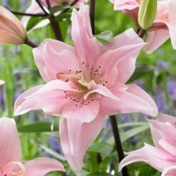 14 Cm/16 Cm, Double Elodie Asiatic Lily Flower Bulbs (Bag Of 10)