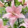 14/16 Cm, Double Elodie Asiatic Lily Flower Bulbs (Bag Of 20) 2 14/16 Cm, Double Elodie Asiatic Lily Flower Bulbs (Bag Of 20) -Garden State Bulb garden state bulb flower bulbs ecs 55 20 02 64 1000
