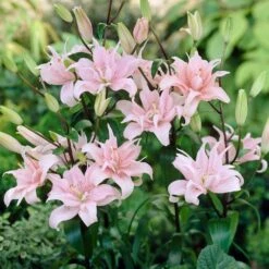 14/16 Cm, Double Elodie Asiatic Lily Flower Bulbs (Bag Of 30) 17 14/16 Cm, Double Elodie Asiatic Lily Flower Bulbs (Bag Of 30) -Garden State Bulb garden state bulb flower bulbs ecs 55 30 03 31 1000