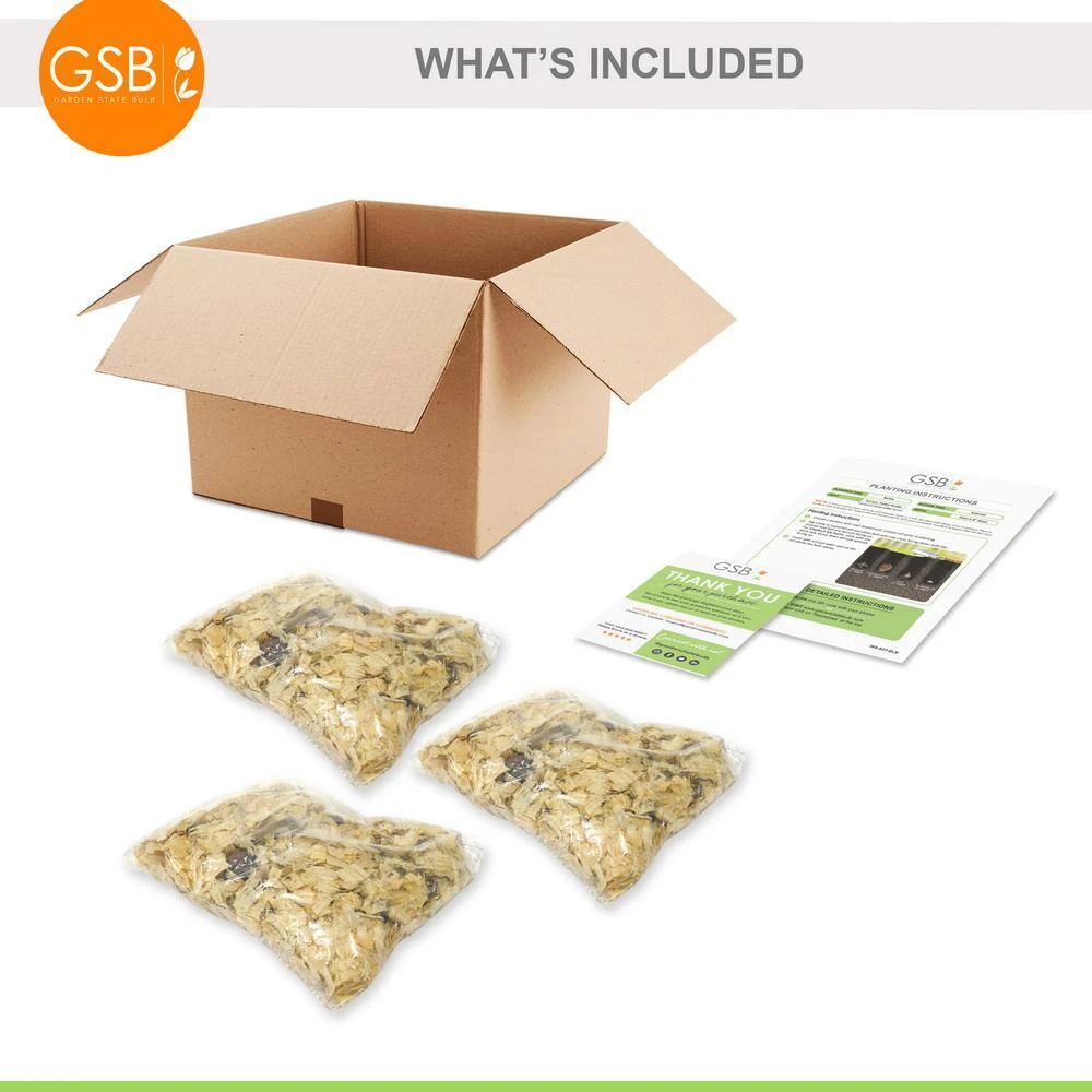 14/16 Cm, Double Elodie Asiatic Lily Flower Bulbs (Bag Of 30) 8 14/16 Cm, Double Elodie Asiatic Lily Flower Bulbs (Bag Of 30) - Image 6