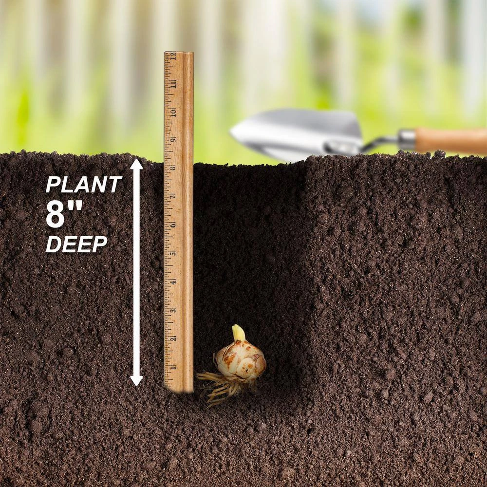 14/16 Cm, Twinkle Tiger Lily Mixed Flower Bulbs (Bag Of 20) 7 14/16 Cm, Twinkle Tiger Lily Mixed Flower Bulbs (Bag Of 20) - Image 5