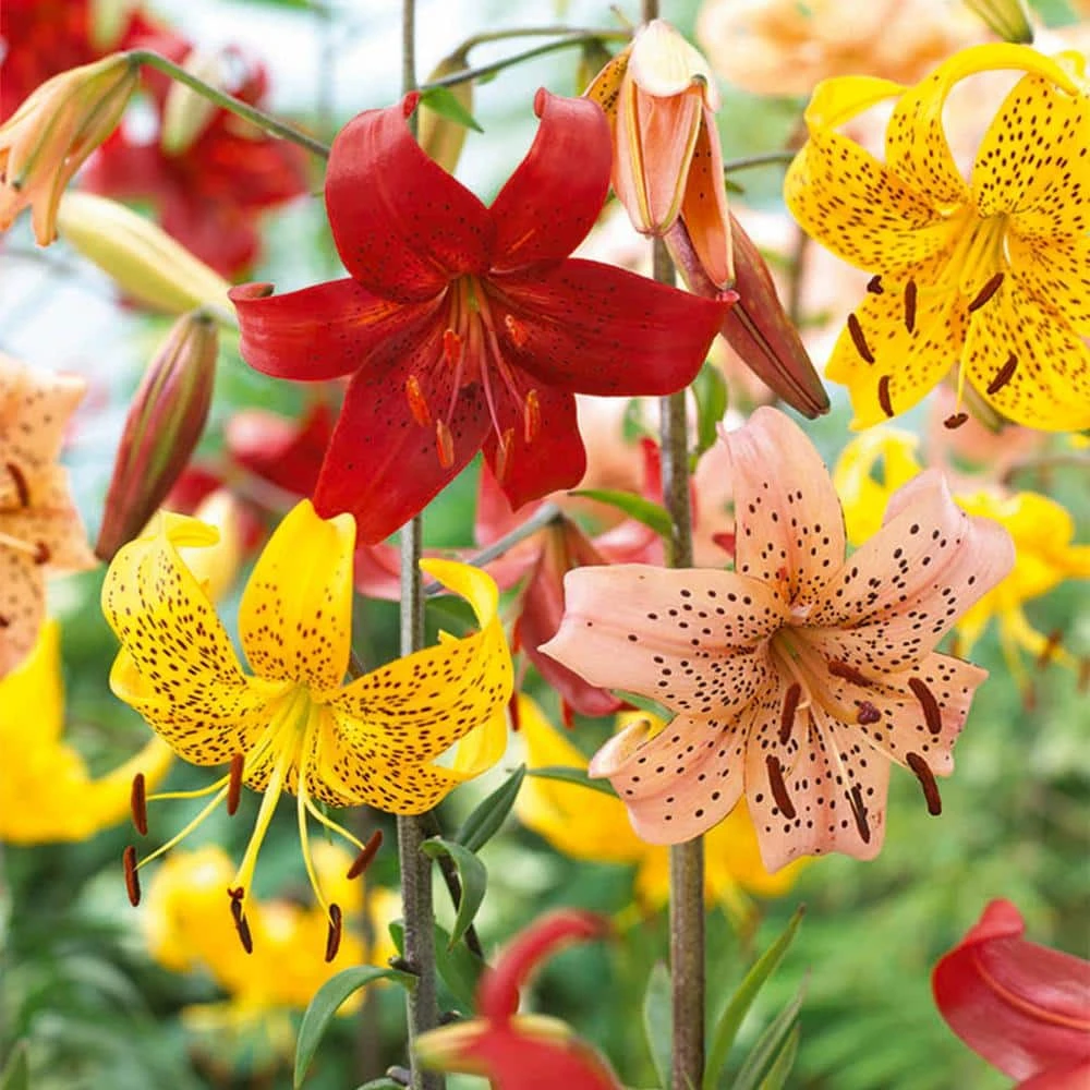 14/16 Cm, Twinkle Tiger Lily Mixed Flower Bulbs (Bag Of 20) 3 14/16 Cm, Twinkle Tiger Lily Mixed Flower Bulbs (Bag Of 20)