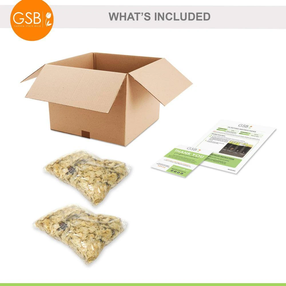 14/16 Cm, Twinkle Tiger Lily Mixed Flower Bulbs (Bag Of 20) 8 14/16 Cm, Twinkle Tiger Lily Mixed Flower Bulbs (Bag Of 20) - Image 6